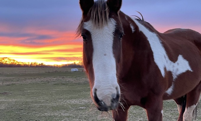 Seneca House | Horses, Big Sky, Boat and Horse Trailer Parking, Acreage, Tiny Home