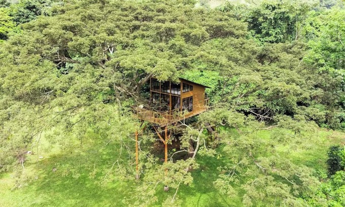 Utica House | House in the Tree near Bogota SOPHIA