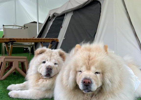 Genting Highlands Other | iGo Glamz 爱狗露营 Pet Friendly Glamping