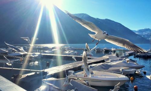 Porlezza Apartment | Il Giardino di Lilly