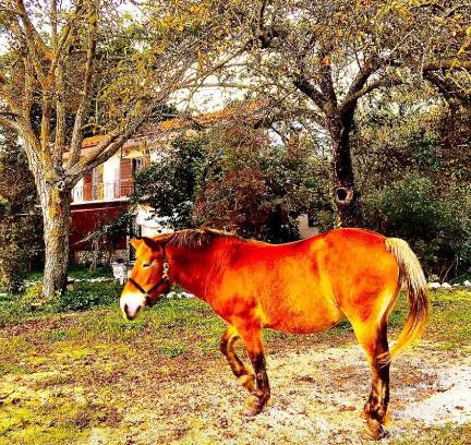 Liberi Bed & Breakfast | Il Rivo dei Pioppi