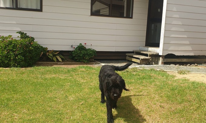 Te Kopuru Cottage | Kaipara Dargaville Pouto Farm Cottage beautiful working Beef and Sheepfarm.