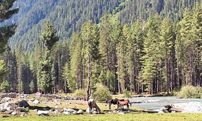 Khyber Pakhtunkhwa Hotel | Kumrat Glamping Resorts