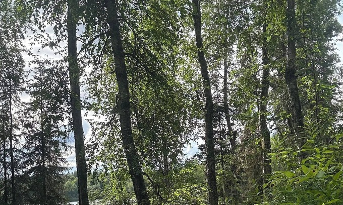 Talkeetna Cabin | Lakeside cabin with WiFi in Talkeetna. Canoe launch, float, banya.