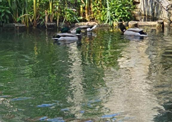 Ensisheim Apartment | Les berges du moulin