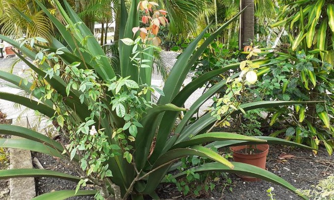 Sainte-Anne Apartment | Les gîtes des 500 pas