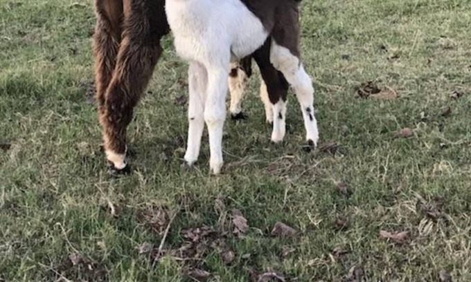 Omaha House | Llama House -**Self distance in peaceful country style!! Close to town though!!