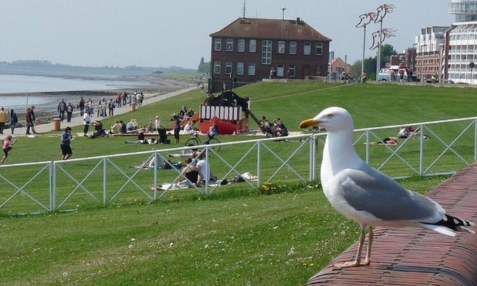 Innenhafen Apartment | Luxury captain's apartment 'Helgoland-Avantgarde' directly on the south beach in WHV