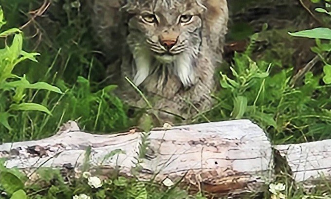 Moose Pass Cabin | Lynx, wildlife, custom log cabin . private lake access, salmon stream kayaking,