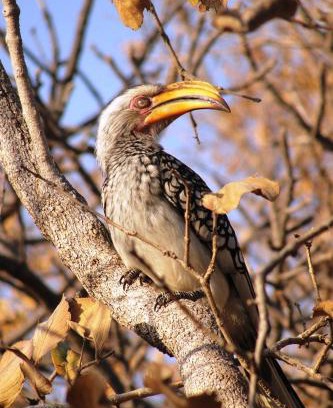 Tierpoort Apartment | Mabula Game Reserve