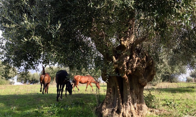 Orbetello House | Maremma Natural Park, 2 bedroom apartment