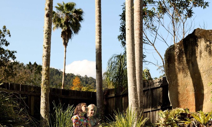 Mount Warning Other | Mt Warning Rainforest Park