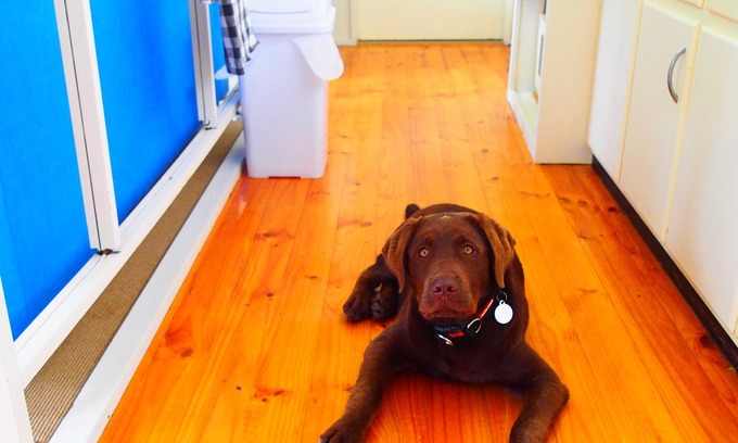 Waterhouse Other | Murrami Farm - Pet friendly inside and an enclosed yard.