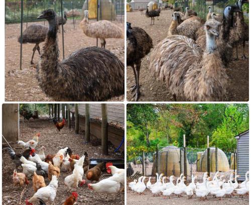 Penns Park Apartment | Nature Farm Stay , Lake , Fish , Animals ,Romance