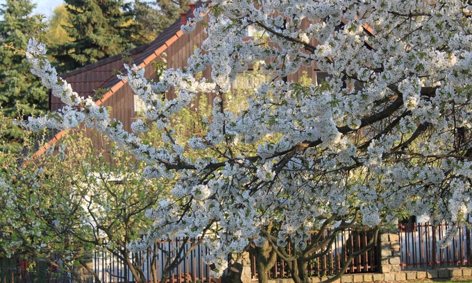 Statenice Cottage | Prague 13 mins by bus. Rural Cottage for 2 up to 45 Guests