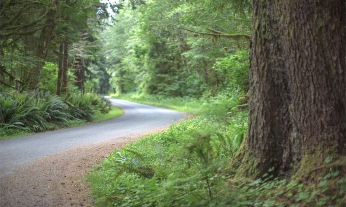 Forks RV Rental | Primitive Tent Site #9- Beautiful Forested Property