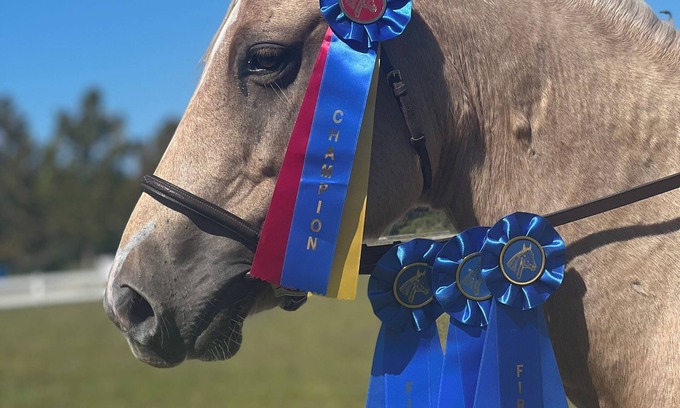 Middleburg House | Private Loft at a Working Show Barn ~ Pets Welcome!