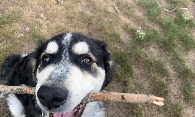 Prince George Apartment | private room in one bedroom apartment that is shared by me and my dog.