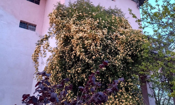 Lesignano de' Bagni Apartment | Renovated rural house in the hills near Parma