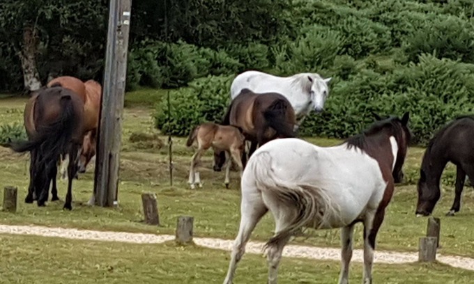 New Forest District Cottage | Rose Cottage, Burley, New Forest National Park - dog friendly,EV point,sleeps 10