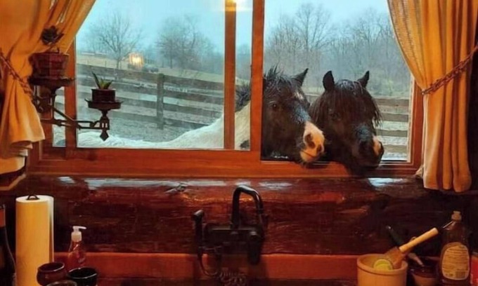 Dewart House | Rustic Luxury w/Horses-Historic Whiskey Distillery