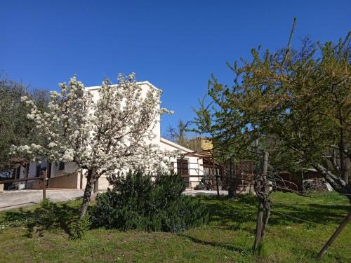 Mondavio Bed & Breakfast | Sotto l'Ulivo