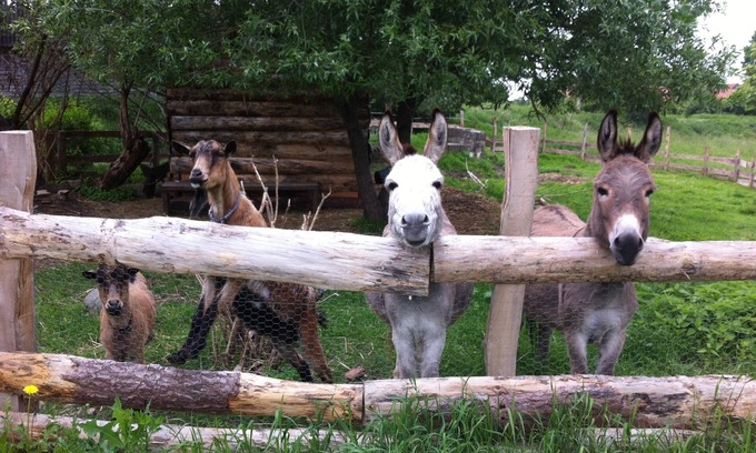 Liepe Apartment | Spacious architect's apartment, swimming pond, sauna, bird tours