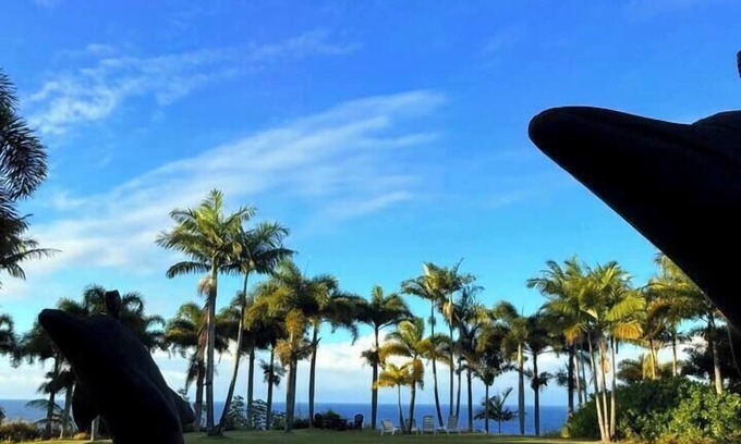 Hakalau Apartment | Spacious Oceanfront Retreat | Enjoy Outdoor Games & BBQ Fun