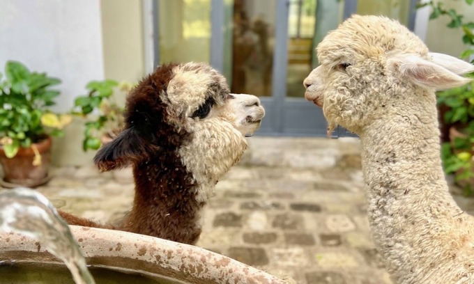 San Pietro in Bossolo Cottage | Stone cottage on heritage Chianti estate-pool-tennis