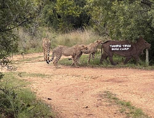 Hammanskraal Other | Thorn Tree Bush Camp