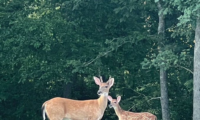 Cassville RV Rental | Tranquil Retreat: Charming Pet-Friendly Tiny House Cabin Amidst Nature's Beauty!