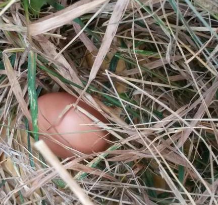 Cormons House | Twins Farm