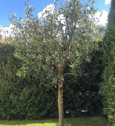 Villair-Amerique Apartment | Ulivo Apartment VDA QUART 0035