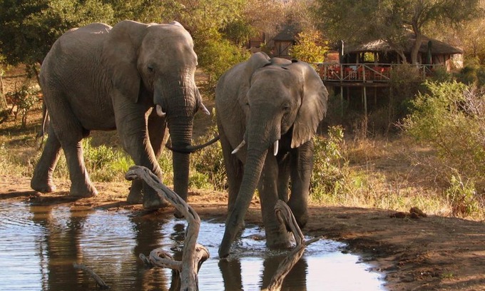 Thorny Bush Game Reserve Cabin | Umlani Bushcamp