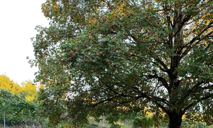 Heppenheim Apartment | Vacation apartment/apartment for 3 guests with 65m² in Heppenheim (Bergstraße) (146823)