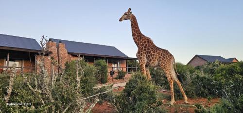 Nelson Mandela Bay Cabin | Valley Bushveld Country Lodge