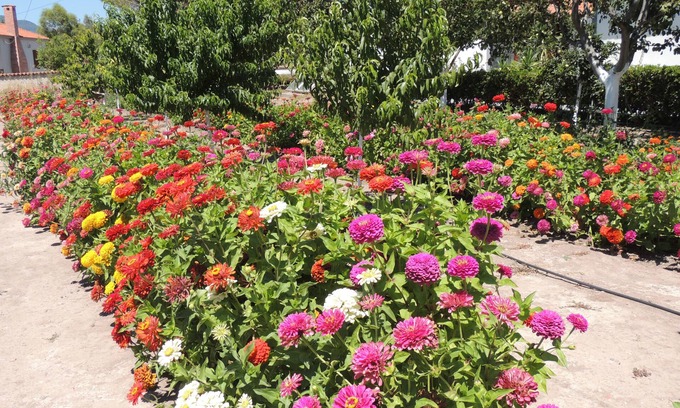 Skala Kallonis Hotel | Vicky Studios