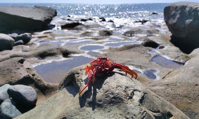 Granadilla de Abona House | Villa Brisita