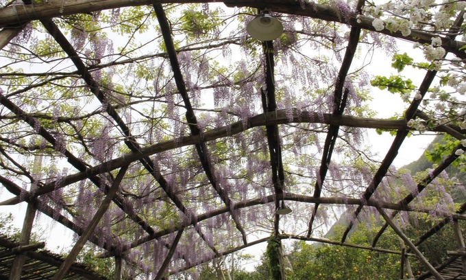 Sant'Agnello Apartment | - VILLA FLAVIA apartment