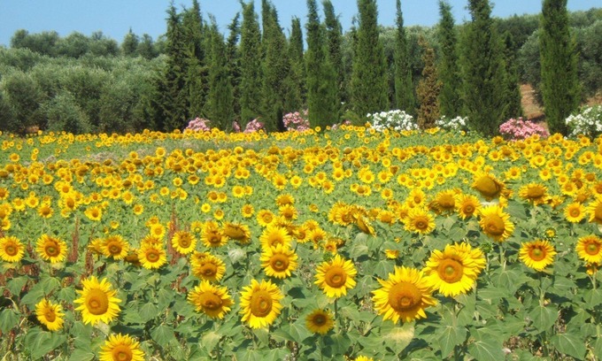 Follonica Apartment | Villa Giulia Follonica - Holiday home in the country on the Tuscan coastline