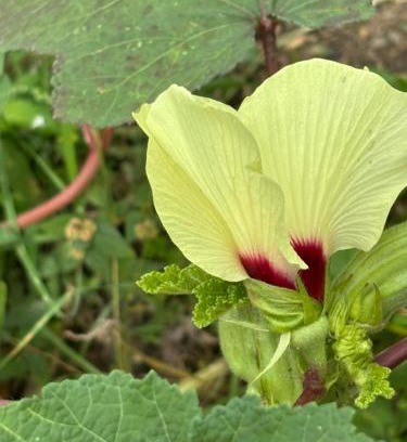 Port-Louis Apartment | villa Rony