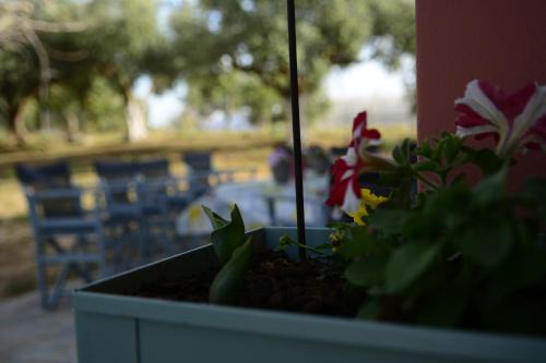 Andravida-Kyllini House | Villa Roza