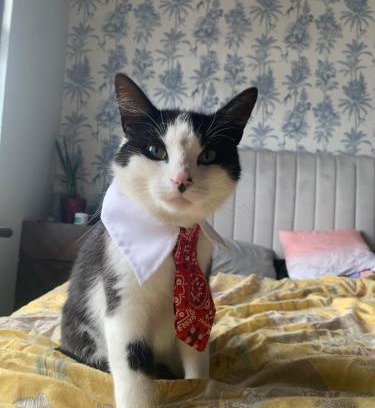 Dublin House | wake up with 2 cats on your face