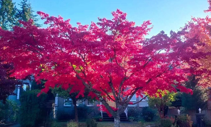 West Point Grey Villa | Whole House in West Point Grey, Close to UBC, Beaches,Parks & Golf Courses