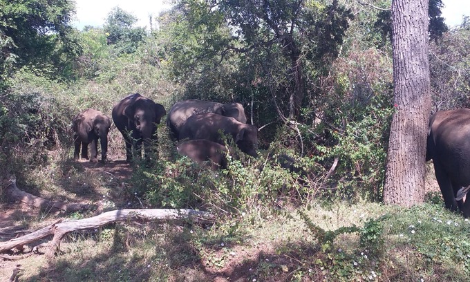 Kataragama Resort | Yala Big Game Drive with Heina Eco Team