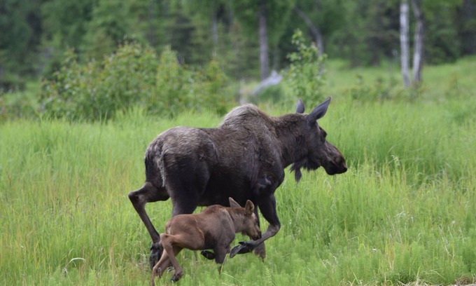 Fritz Creek House | You have to get out of town to see the wildlife