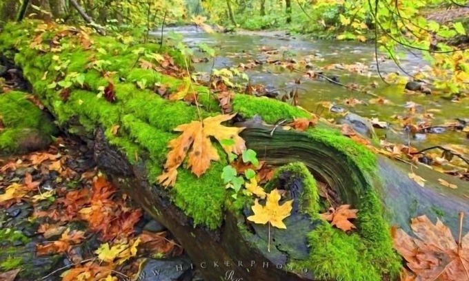 Regional District of Nanaimo Condo | Your vacation memories will be more affordable on Canada's gem Vancouver Island.