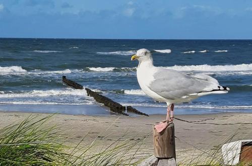 Zingst House | Zimmer " Sonnenschein"