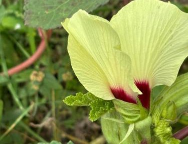 Villa with Garden View