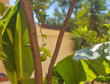 Apartment with Terrace
